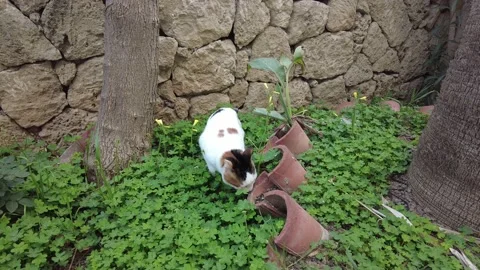 Curious cat is walking in the forest among the grass and trees. Stock Footage 219526642