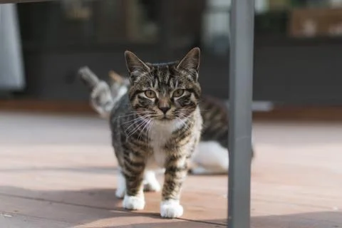 Curious Cat Walking 写真素材