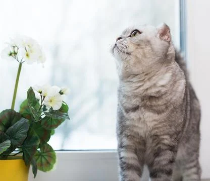 Curious cat walking on windowsill next to blooming potted geranium Stock Photos