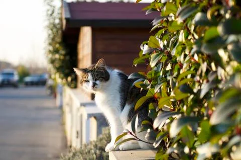 The curious cat on the wall at sunset. Stock Photos