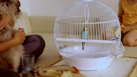 Curious cat watching budgerigar bird in cage Stock Footage 323711236