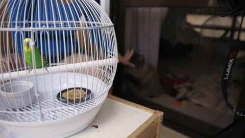 Curious cat watching green budgie inside cage 스톡 동영상 321463550