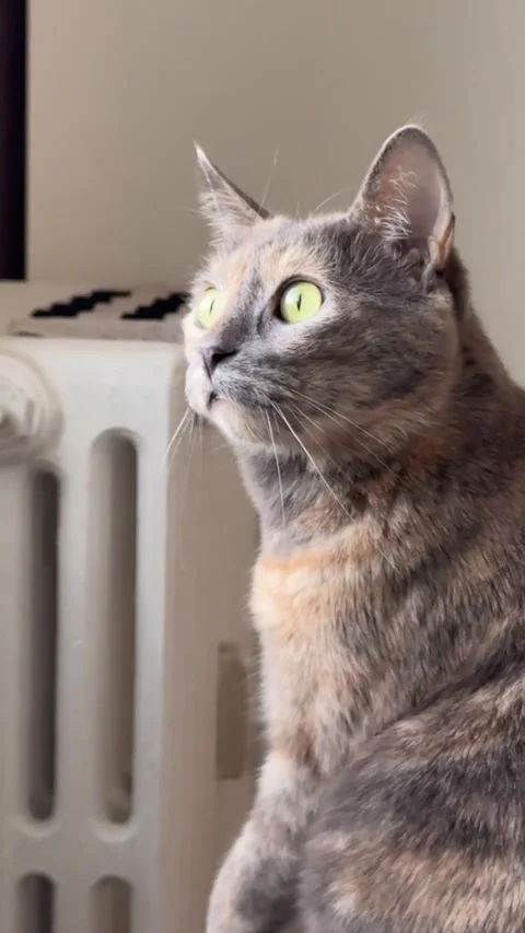 Curious Cat Watching Pigeon Through Window Funny Focused Staring POV Stock Footage 320175079