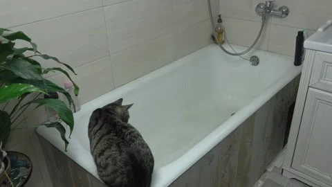 Curious Cat Watching Running Shower from Bathtub Edge Stock-Footage 336542112
