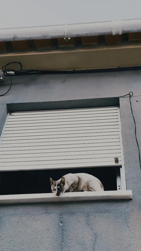 Curious Cat Watching from Window. Video stock 328350760