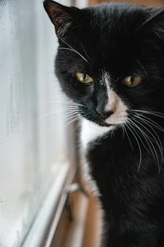 Curious Cat by the Window Stock Photos