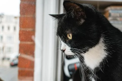 Curious Cat by the Window Stock Photos