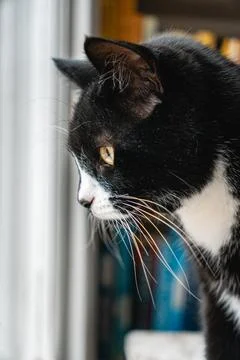 Curious Cat by the Window Stock Photos