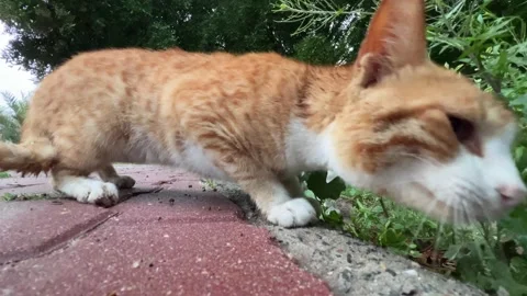 Curious Cats Explore in 4K: A Playful Outdoor Adventure Stock-Footage 303901707