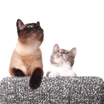 Curious cats looking up Stock Photos