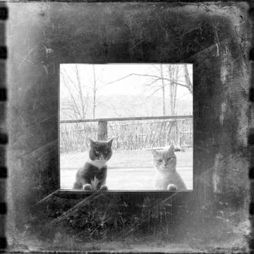 Curious cats looking through the window Stock Photos