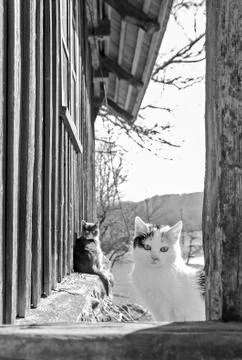 Curious cats looking at you Stock Photos