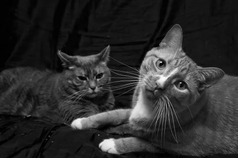 Curious cats Stock Photos