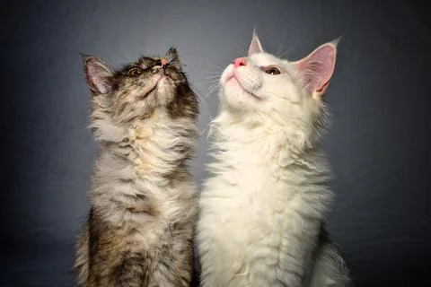Curious cats play Stock Photos