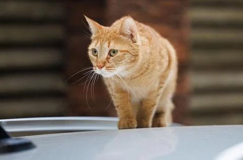 A Curious Cat's Rooftop Peril Stock Photos