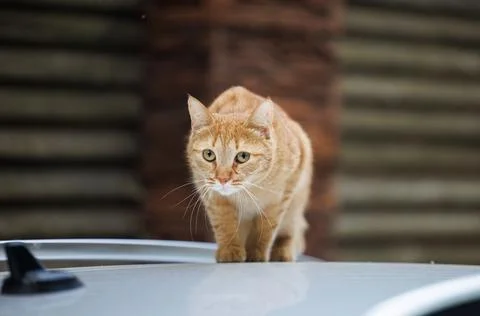 A Curious Cat's Rooftop Stroll Stock Photos