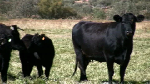 Curious Cattle Stock Footage 77807
