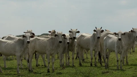 Curious Cattle Vidéo 106938076