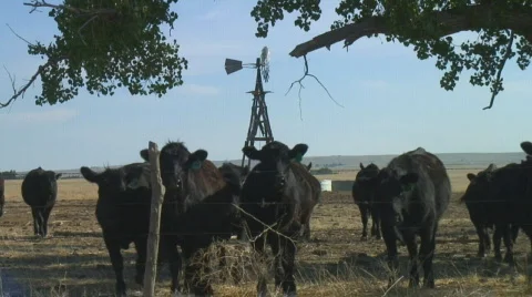 Curious cattle gather at barbed wire fence by a windmill Stock Footage 144184