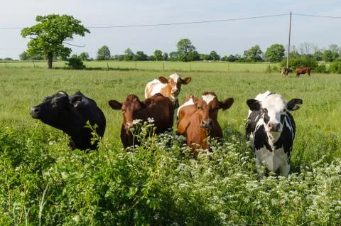 Curious cattle in lush greenery Stock Photos
