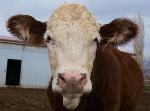 Curious cattle Stock Photos