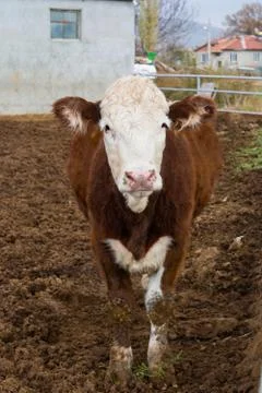 Curious cattle Stock Photos