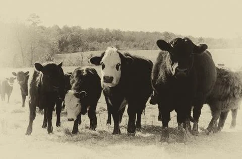 Curious Cattle Stock Photos