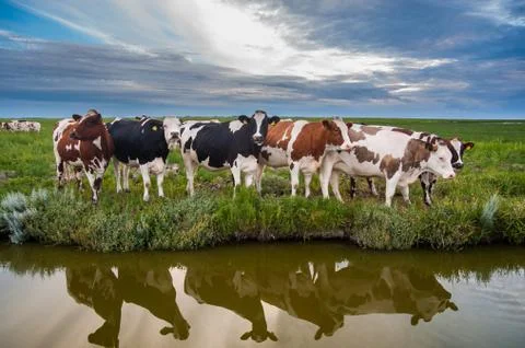 Curious Cattle at Sunset Stock Photos