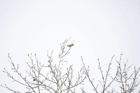 Curious Cedar Waxwing Stock Photos