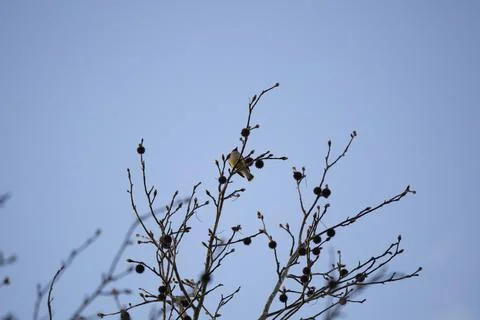 Curious Cedar Waxwing Stock Photos