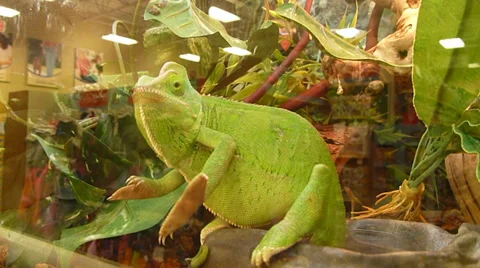 Curious Chameleon Stock Footage 33862950