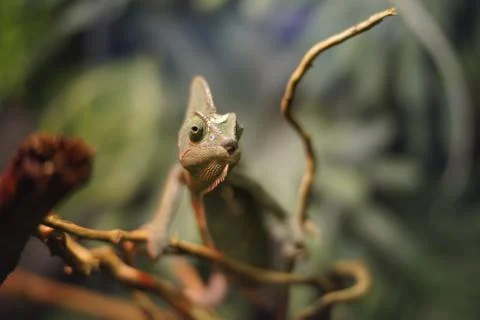 Curious chameleon Stock Photos
