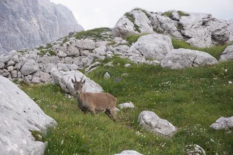 Curious chamois, mountain goat chewing on grass Stock Photos