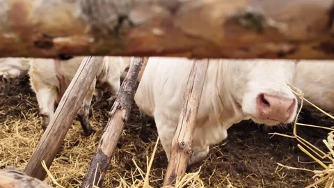 Curious Charolais Calf Exploring Behind Wooden Fence Among Adult Cows. Stock Footage 310448736