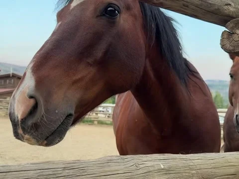 Curious Chestnut Horse Looking Over Wooden Fence on Ranch Stock Footage 339880147