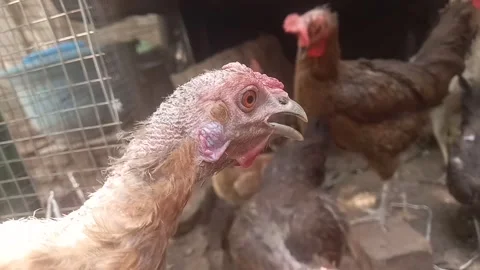 Curious Chick Close-Up – Feather Detail and Focused Stare Stock Footage 308159174