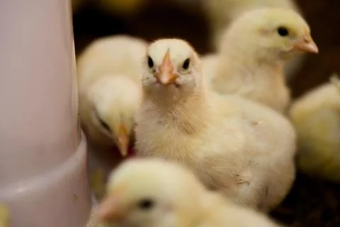 Curious Chick Crowd Stock Photos