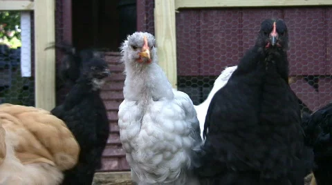 Curious chick Stock Footage 98336