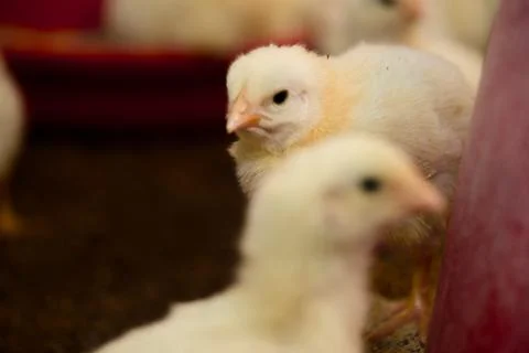 Curious Chick Stock Photos