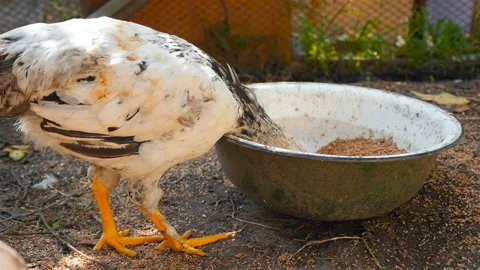 A curious chicken eats grain in a white bowl. The rural courtyard. Slow motion Stock Footage 125755910