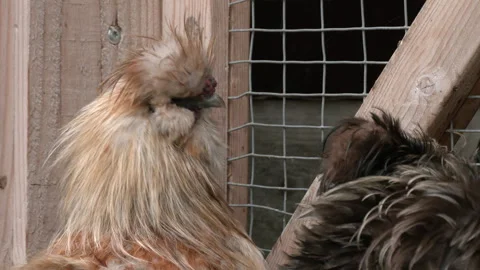 Curious Chicken Exploring its Pen Stock-Footage 241596166