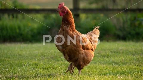 Curious chicken in a free world Farm landscape Stock Photos
