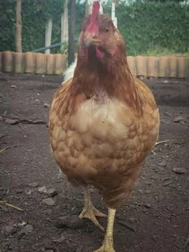A curious chicken gazes at the camera. Stock Photos