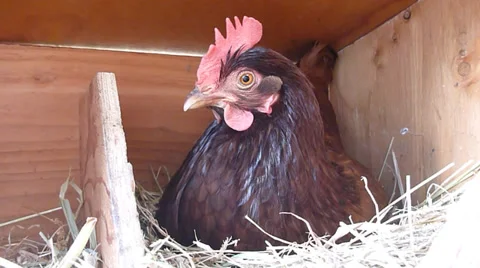Curious Chicken in Laying Box Stock Footage 36184358
