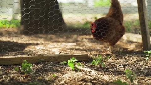 Curious Chicken Looking for Bugs in Chicken Yard Video stock 136176354