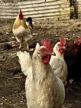 Curious Chicken Looking At Camera Backyard Farm Stock Photos