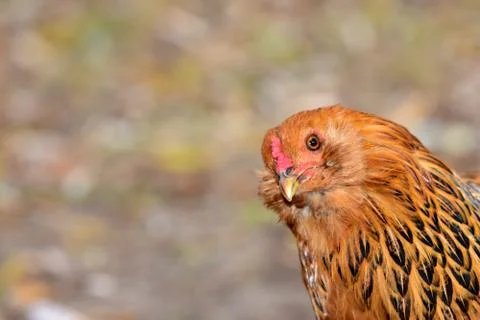 Curious Chicken 스톡 사진