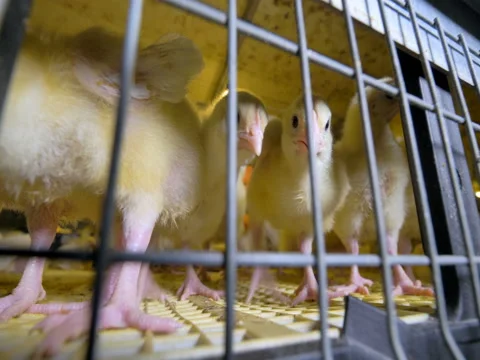 Curious chicken. Poultry rearing farm baby chickens. 4K. Stock Footage