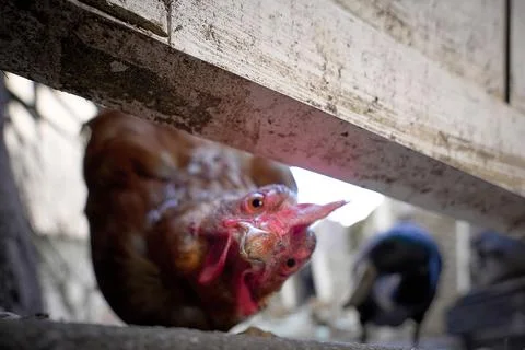 Curious Chicken in a Rustic Coop Foto stock