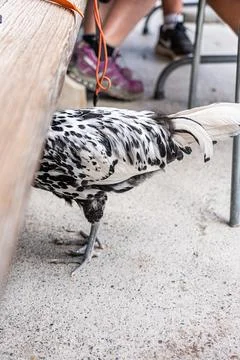 Curious Chicken Under Table: Speckled Feathers and Unique Perspective Foto stock